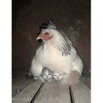 ? . . . A L O E . . . ?