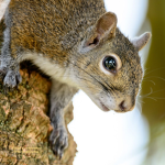 Squirrel's Society