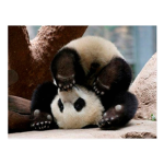 Noodles The Panda Squad