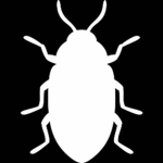 Beetle Studio