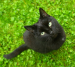 猫の街