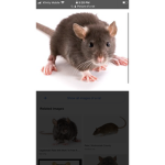 Rat gang club