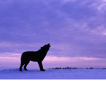 Dark howl