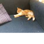 Kittys for live