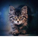 Dark-kitty