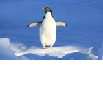 PINGUIN'S GANG