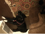 Do u like my dog?