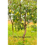 Pear Tree Equestrian