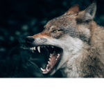 The ultra wolf legends