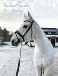 Diamond Equestrian Academy