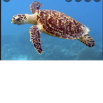 Da turtle group :)