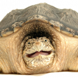 TuRtLe HaNgOuT( many many secrets...)