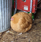 The (Chicken) Coop