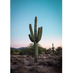 cactus cactus boi