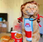 Ginger cats studio