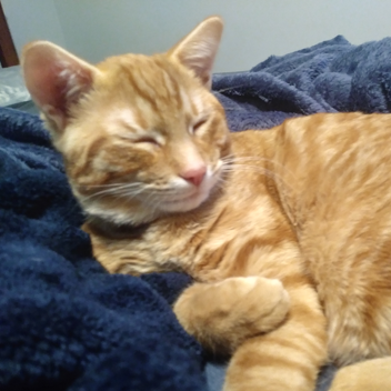 Ser aplastado por una pared de velocidad