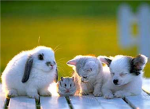 Roblox Animal Luvers!