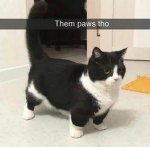 Tacobeans