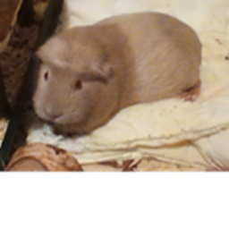 guinea pig military base