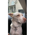 dogeiselite