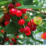 Cherry army for life