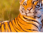 team tiger is awsome