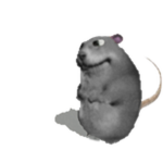 Szczur