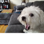 Boxing dogs