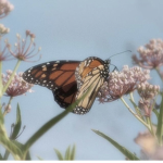 butterfly tribe