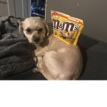 Dog food peanut