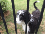 Cool_dog748