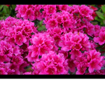 Th blossoms :3