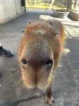 The capybara studios