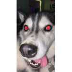 Pet Simulator X grind