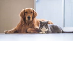 Cat army vs dog army...