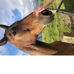 Horse girls ~only~