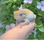 { lovely Froggys}