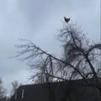 Chicken on tree Obby
