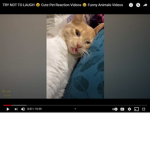catthebossb