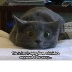 THE CAT GOES MEWO