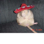 Ratademic approval