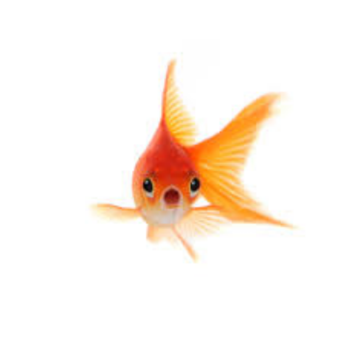 goldfish #17 Roblox decal