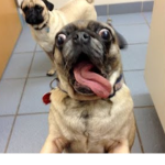 screaming dogs