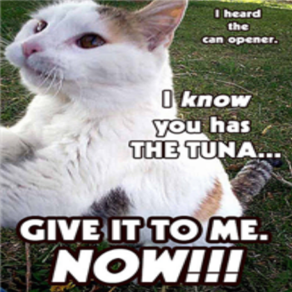 Tuna cat Roblox decal
