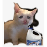 Bleach cat