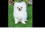 ~cute dogi~
