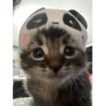 cat4kitty
