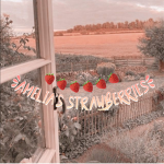 Amelia’s strawberries