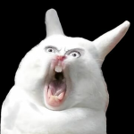 Happy Rabbits !