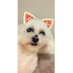 Emma_The_Floof_Ball